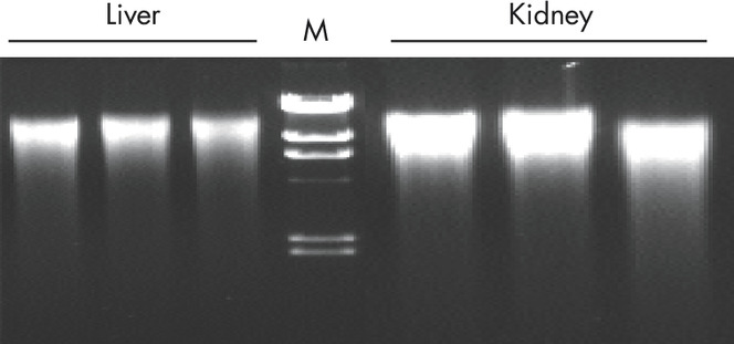 Reproducible purification of high-quality genomic DNA.